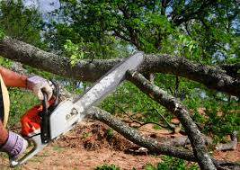 How Our Tree Care Process Works  in Oakhurst, OK